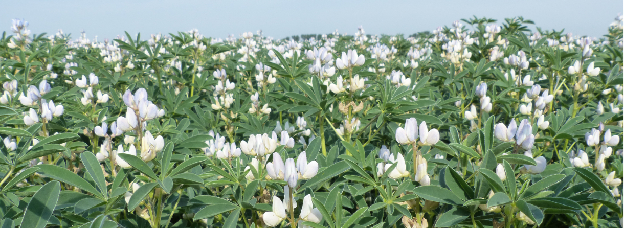 Lupinen auf dem Feld 
